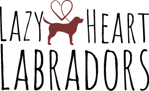 Lazy Heart Labradors logo
