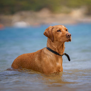 Fox Red Labrador Dog Swimming in the Sea