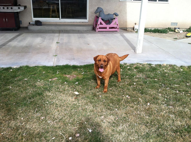 Female dog, Ruby standing in backyard.